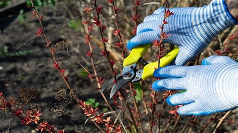 Infografika: Prehľad vybraných červeno kvitnúcich kríkov a ich optimálne podmienky