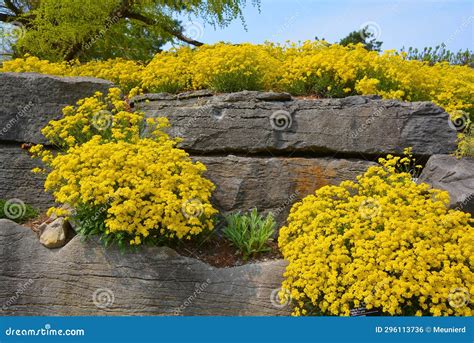 Fotografia kvitnúcej Tarice skalnej (Alyssum saxatile) v skalke