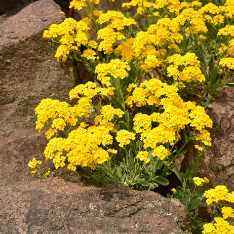 Fotografia Alyssum saxatile 'Goldkugel' s bohatým žltým kvitnutím