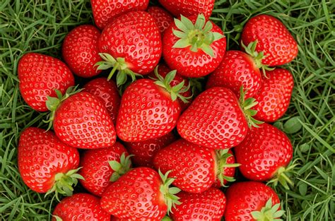 Ilustračná fotografia zdravej sadenice jahody s dobre vyvinutými listami.