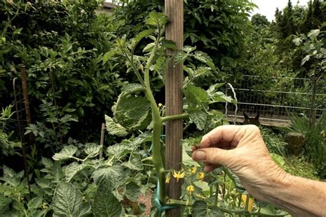 Ilustrácia znázorňujúca štepenie paradajok