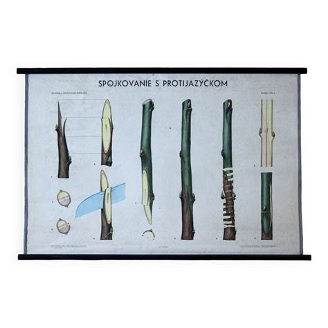 Ilustrácia znázorňujúca spojkovanie (kopuláciu)