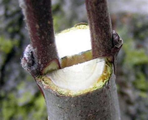 Ilustrácia znázorňujúca vrúbľovanie do rázštepu