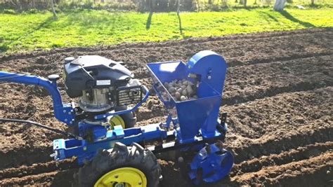 ilustrácia sadenia zemiakov do brázdy