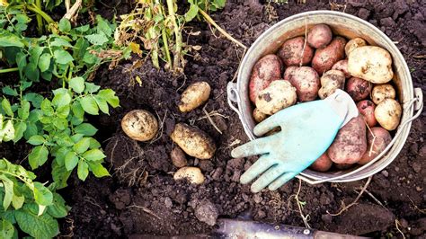 fotografia: záhradkár zbierajúci zemiaky motykou