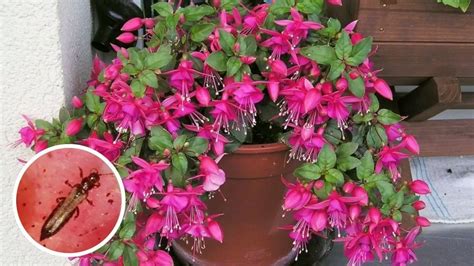 Tematické foto: Bohaté kvitnúce fuchsie rôznych farieb v závesných košoch.