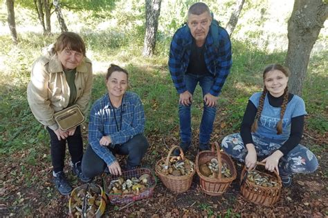 Foto sušiacich sa slnečnicových hlávok