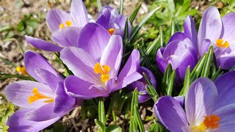 Kvitnúce šafrany na záhrade