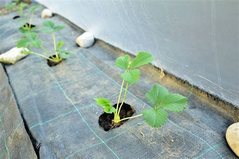 Detail sadenice jahôd s koreňmi pripravenými na výsadbu do kvetináča.