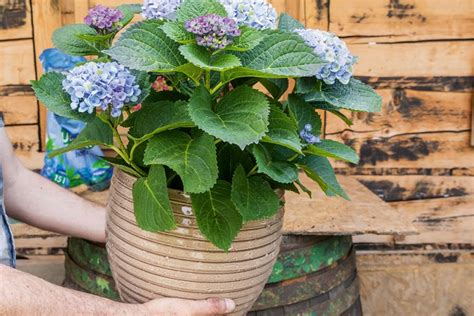 Detail odrezkov hortenzie vo vlhkom prostredí kvetináča