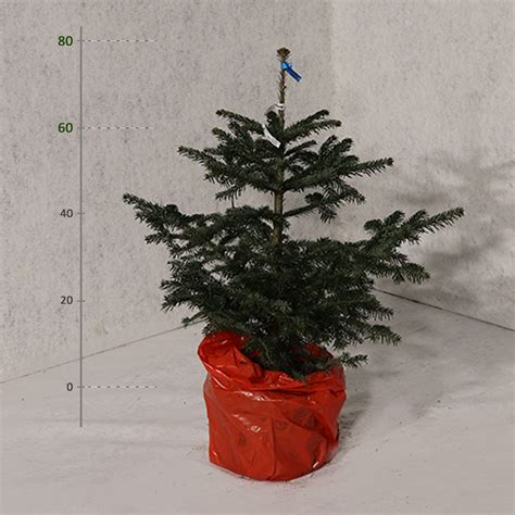 Tematické foto: Vianočná jedľa v kvetináči v interiéri