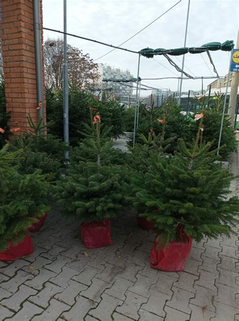 Infografika: Kľúčové znaky zdravého vianočného stromčeka v kvetináči pri kúpe