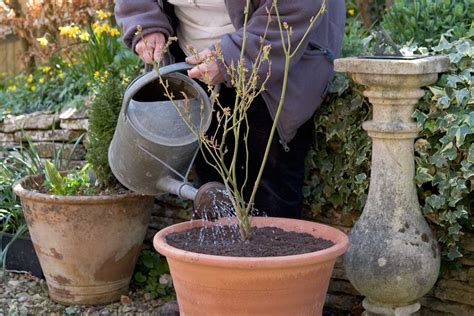 Nákres: Zazimovanie stromčeka v kvetináči na zimu