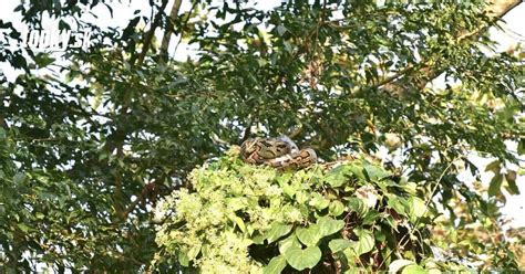 ilustračné foto stromu graviola