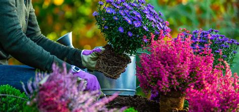 Infografika znázorňujúca správnu hĺbku výsadby a umiestnenie miesta štepenia nad úrovňou pôdy.