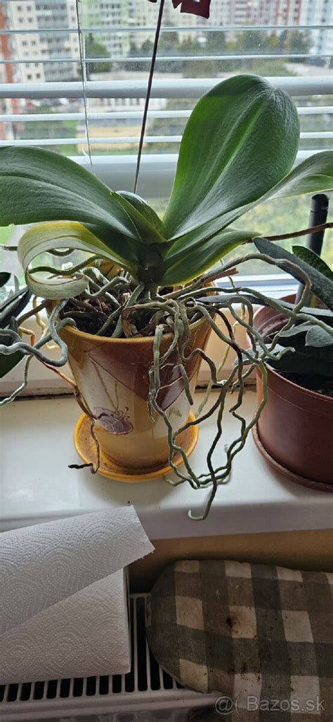 Fotografia presádzania mladej orchidey do špeciálneho priehľadného kvetináča
