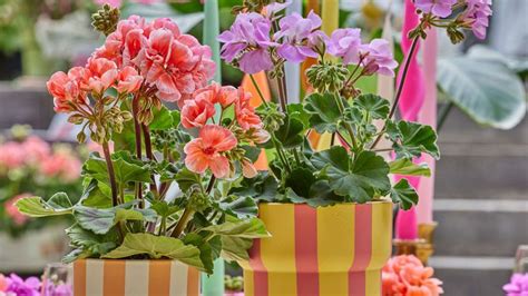 pestrá ukážka kvetov v črepníkoch na slnečnom balkóne