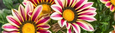 detail kvetu gazánie na slnku