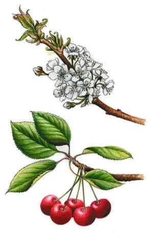 Ilustrácia medvedice lekárskej s listami, kvetmi a plodmi