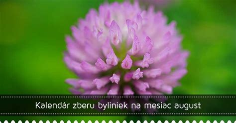 Inštruktážna schéma správneho zberu a sušenia byliniek