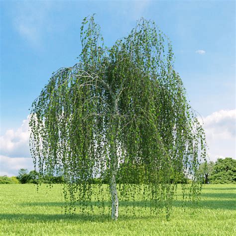 Strom Betula pendula 'Youngii' s charakteristickou dáždnikovou korunou a bielym kmeňom