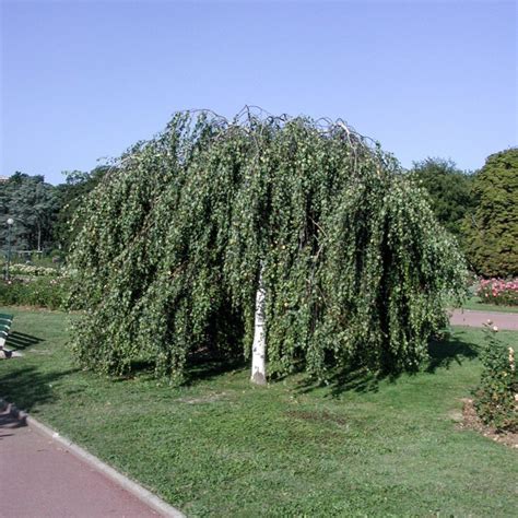 Detail bielych listov a previsnutých konárov brezy Betula pendula 'Youngii' v lete
