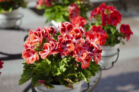 Koláž fotografií kvetov: petúnia, muškát, osteospermum a portulaka