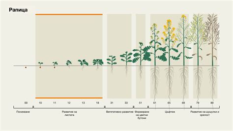 Schéma rastu a kvitnutia drieňa počas vegetačného obdobia