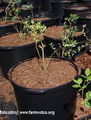 Schéma správneho výberu substrátu a drenáže pre pestovanie trvaliek v nádobách