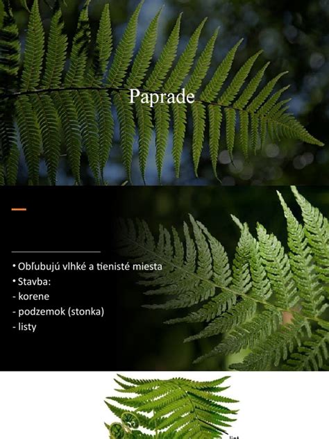 Ilustrácia delenia trsu paprade