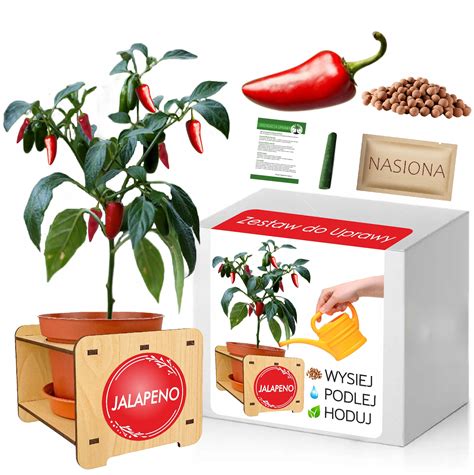 Schéma správneho zaštipnutia rastliny chilli papričky