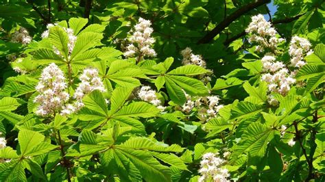 Majestátny pagaštan konský v plnom raste