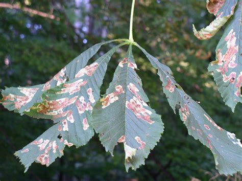 Poškodené listy pagaštana konského ploskáčikom