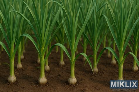 Schéma správnej hĺbky a orientácie strúčika cesnaku v pôde