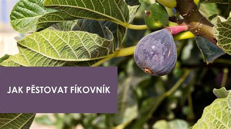 detail odrezku figovníka s púčikmi