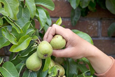 Ilustračná fotografia plodov Williamsovej hrušky.