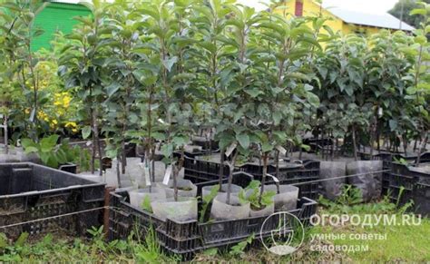 Schéma ideálneho stanovišťa pre ovocné stromy.