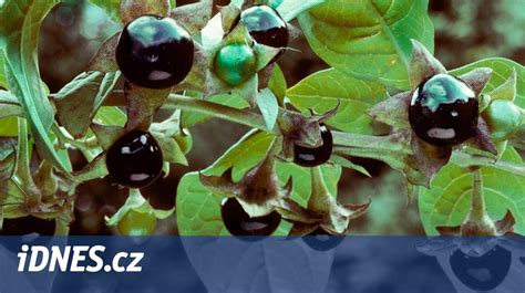 Detailný pohľad na čierne lesklé bobule a zvončekovité kvety ľuľkovca zlomocného