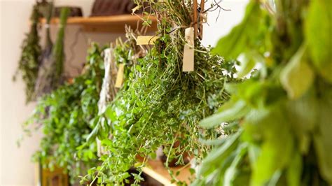 Ilustrácia sušenia byliniek v zväzkoch alebo na sieťke