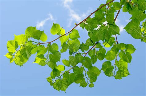 detailní záběr na úzké, lesklé zelené listy lípy citronové