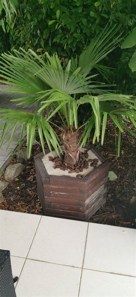 Ilustrácia postupu delenia koreňového balu pri presádzaní palmy