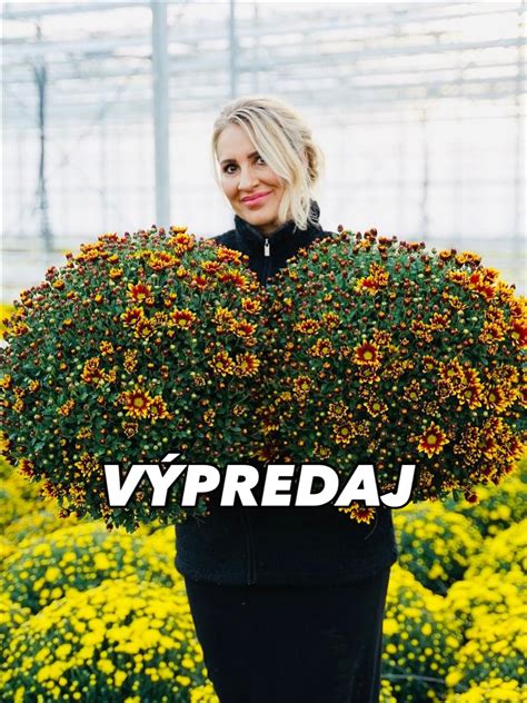 Schéma závislosti kvitnutia chryzantém od dĺžky dňa (fotoperiodizmus)