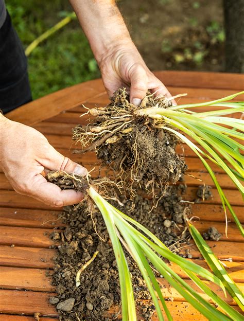 Fotografia postupu delenia trsov zbehovca a ich následná výsadba do vlhkej pôdy