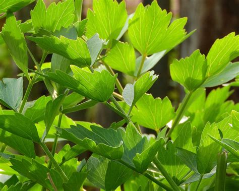 Ligurček lekársky v záhrade, s výraznými zelenými listami