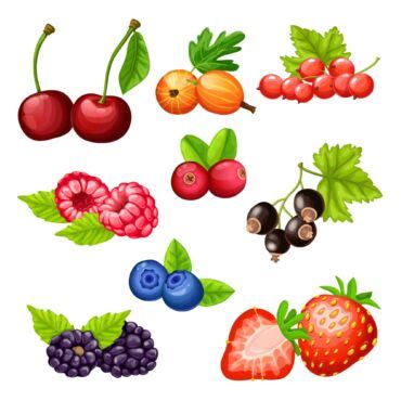 Ilustrácia listu, strapca a bobule Peseckej Leánky