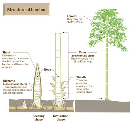 Schéma porovnania: Lucky Bamboo (Dracaena) vs. Pravý bambus (Bambusoideae) - rozdiely v čeľadi a pôvode