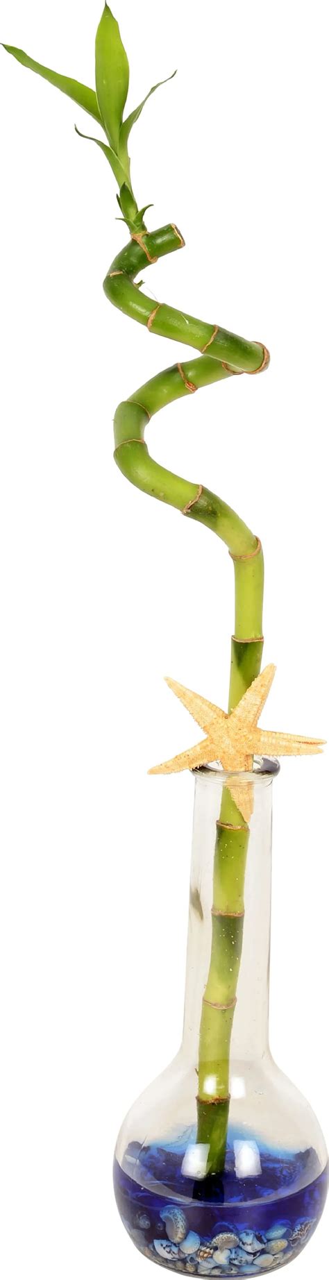 Fotografia: Lucky Bamboo v sklenenej váze s kamienkami a čistou vodou