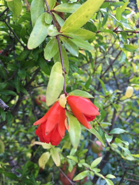 Granátovník pestovaný v kvetináči s charakteristickými červenými kvetmi