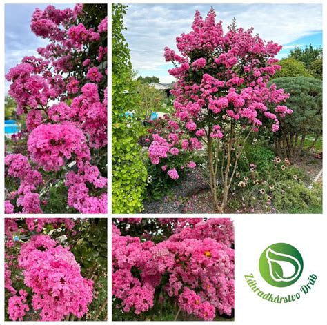 Detail rezu granátovníka pre podporu kvitnutia a plodnosti