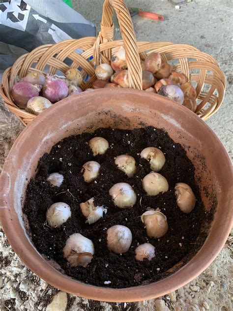 Fotografia: Farebne naaranžované cibuľoviny v terakotových nádobách.